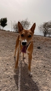 COOPER Image 1
